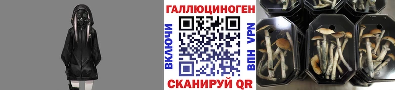 Купить закладки  Вытегра  Псилоцибиновые грибы Cubensis 